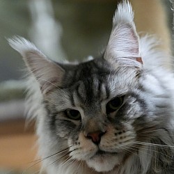 Maine Coon géant