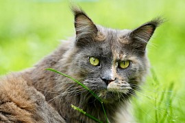 Femelle Maine Coon bleue tortie