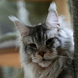 Maine Coon black silver blotched tabby