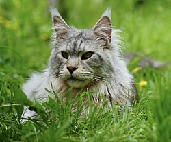 Maine Coon géant