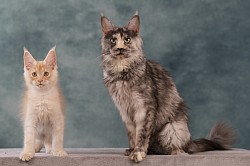 Bali et sa maman Anaya
