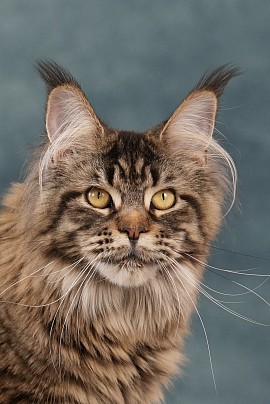 Maine Coon brown blotched tabby