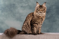 Maine coon gigansteque