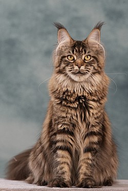 Maine Coon sauvage