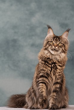 Maine Coon black tabby