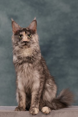 Maine Coon bleu
