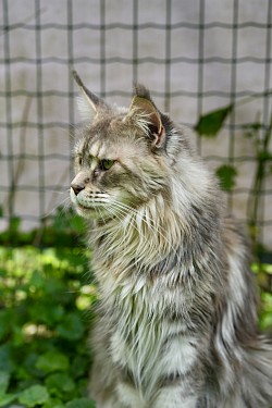 Profil Maine Coon