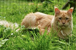 Magnifique Maine Coon roux