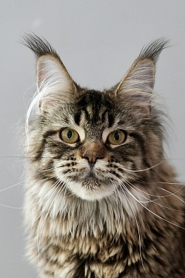 Maine Coon brown blotched tabby