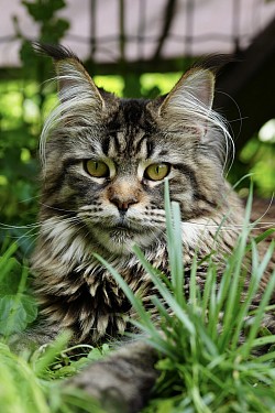 Maine Coon black tabby