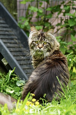 Maine coon gigansteque