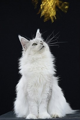 Maine Coon Chinchilla
