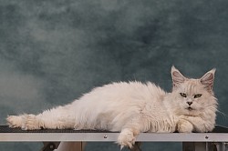 Chaton Maine Coon chinchilla