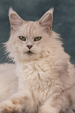 Maine Coon shell shaded