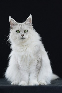 Maine Coon hight silver chinchilla shaded shell