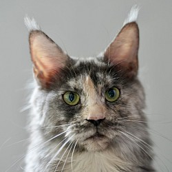 Femelle Maine Coon