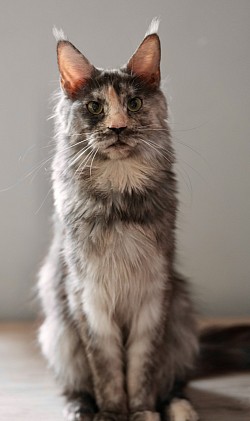 Maman Maine Coon