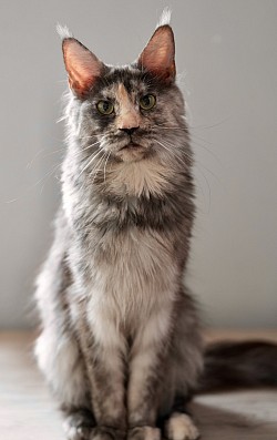 Femelle de reproduction Maine Coon